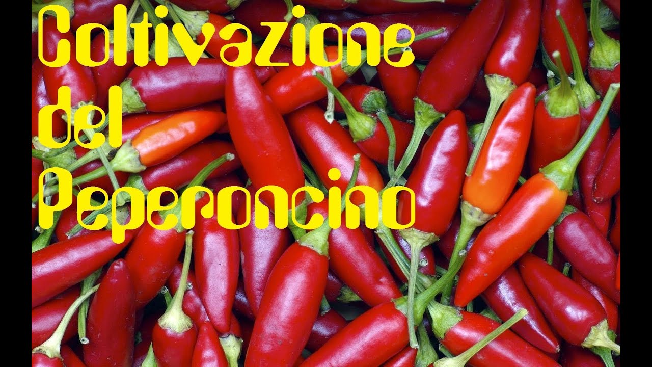 Coltivazione del Peperoncino Bio (In vaso o in terra)