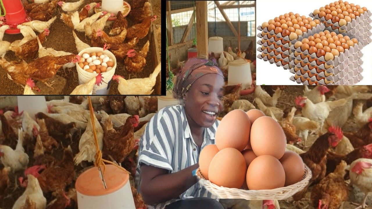 Starting a Successful Poultry Farm Business in a Backyard in Africa, 🇬🇭