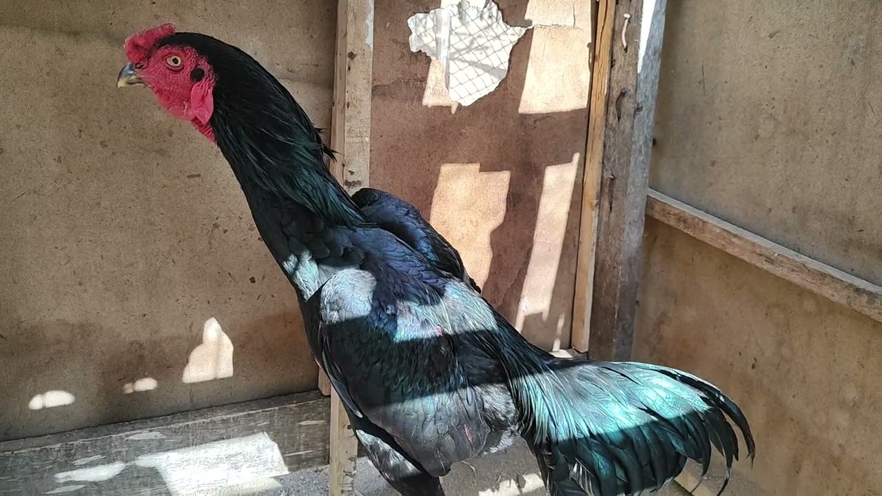 CAVÊRA MOSTRA TODOS OS GALOS DO SEU CRIATÓRIO