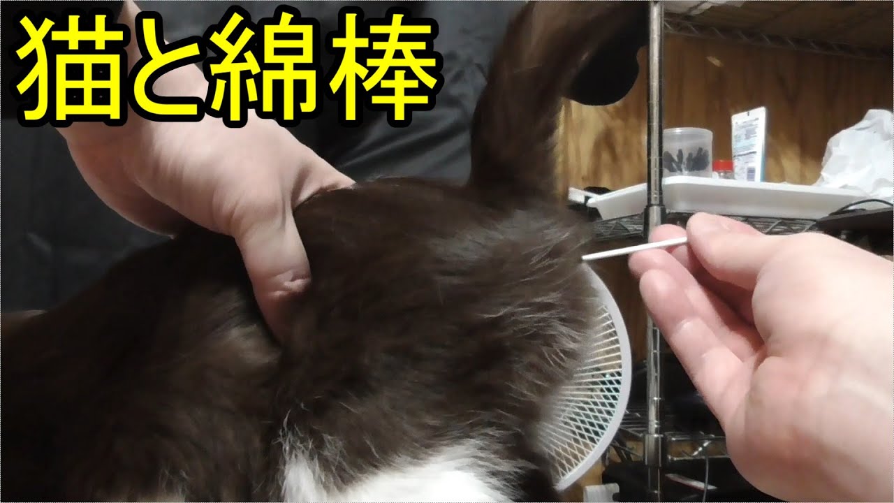 みーちゃん猫と綿棒…撮影前にプロレスをしていた二匹の猫、撮影したとたんにやめてこちらを見てくる