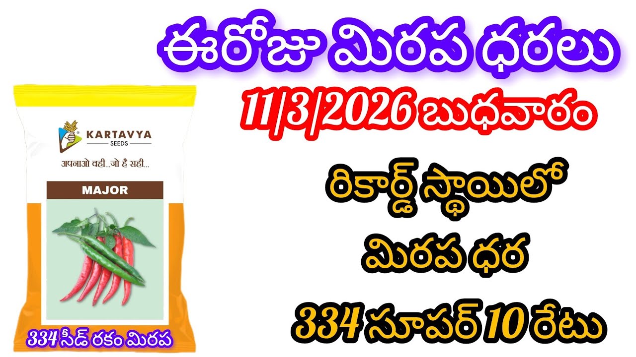 #మేజర్ 334 సీడ్ రకం #రికార్డు స్థాయిలో 334 ధర 11/3/2026 బుధవారం మిరప ధరలు తేజ #పృధ్వీ-2 ##9063617378