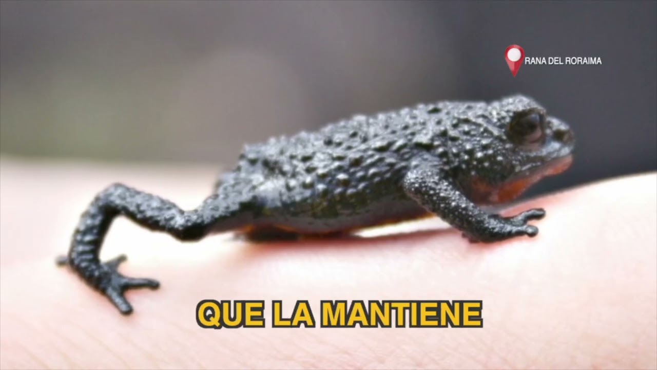 Sigue sumergiéndote en la Guayana Esequiba, ahora conoce la Ranina del Roraima