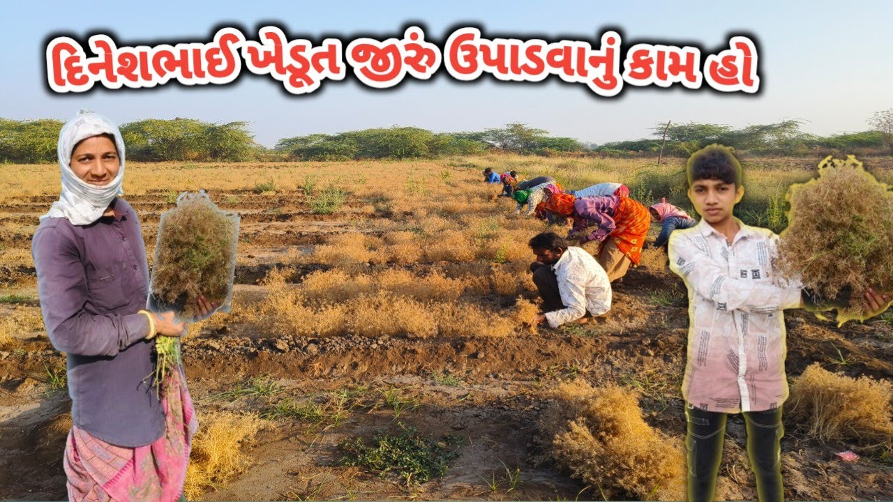 જીરું ઉપાડવાની બાકી જીકી દેરાળા l comedy vlogs