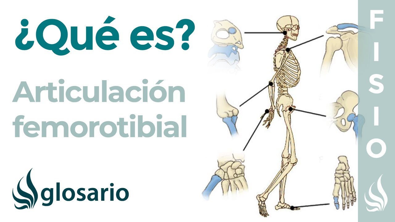 Articulación FEMOROTIBIAL | Qué es, ubicación, tipo de articulación, movimientos y lesiones