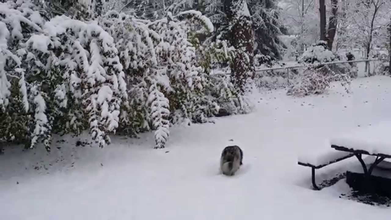 Keeshond puppy "Tesla" discovers Snow!