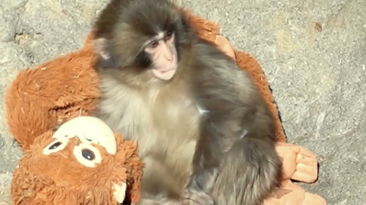 Monkey Punch Gets Bullied, Then Hugs His Only Friend &mdash; Internet Can&rsquo;t Handle This