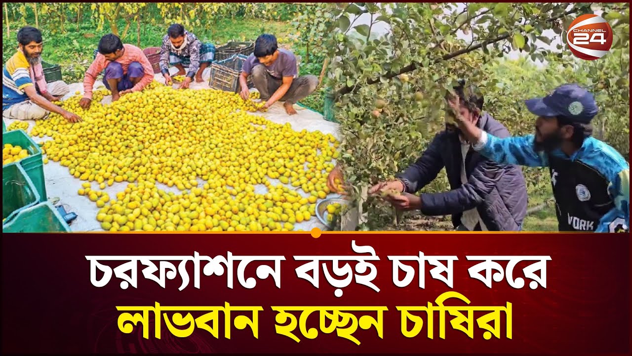 ৩ লাখ টাকা খরচে মুনাফা মিলছে ৭ লাখ টাকা! | Bhola | Plum | Channel 24