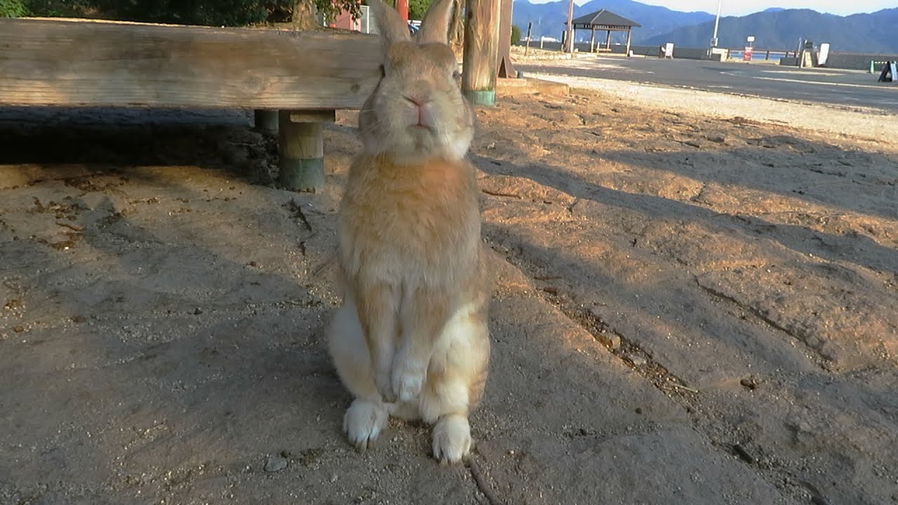 【 大久野島 】 おねだりうたっちが激カワ💗
