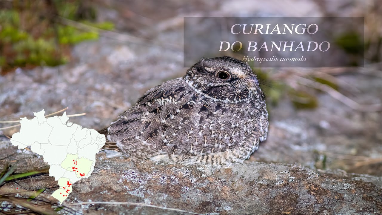Curiango do Banhado - Hydropsalis anomala - Sickle-winged Nightjar