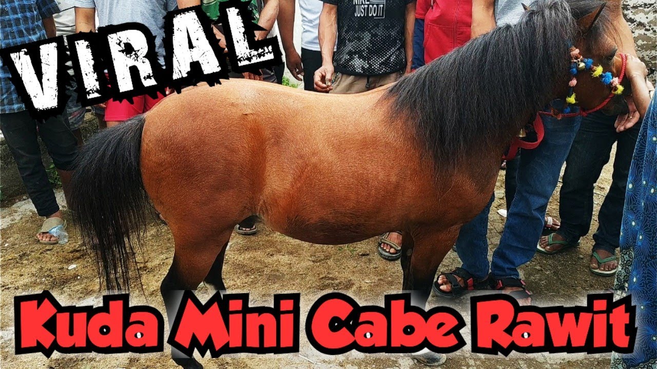 Kuda Mini Poni - Kedatangannya Bikin Heboh| Pasar Kuda | Kuda Part 92 [Sub]