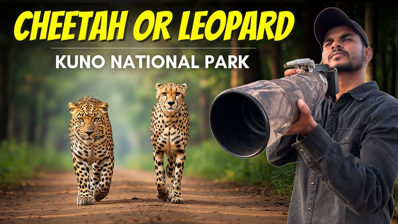 Leopard vs Cheetah - Which animal you can spot in KUNO NATIONAL PARK Easily?