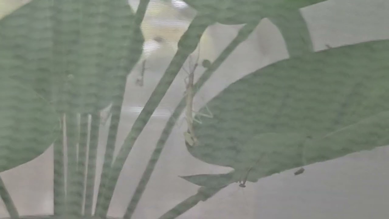 탈피, 그리고 탈피부전 #insects #mantis #사마귀 #smartphone #탈피 #곤충