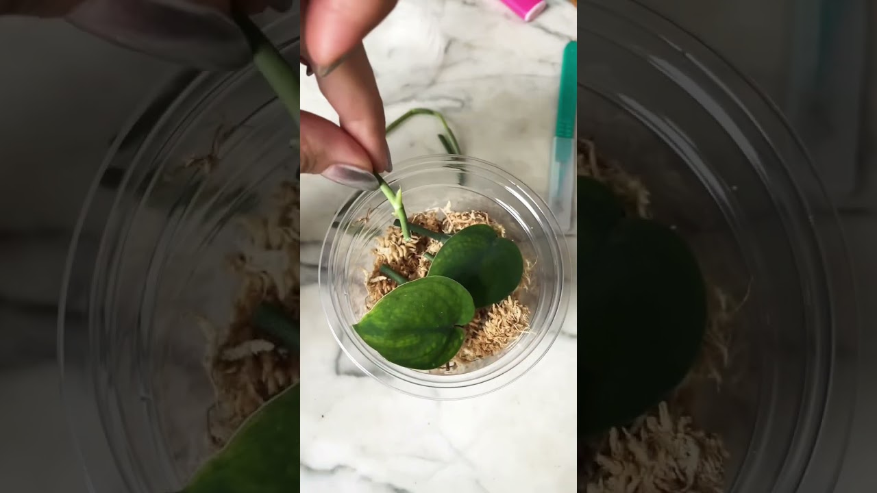Cutting up a Scindapsus Jade Satin Runner to make a full pot! #propagation #plants