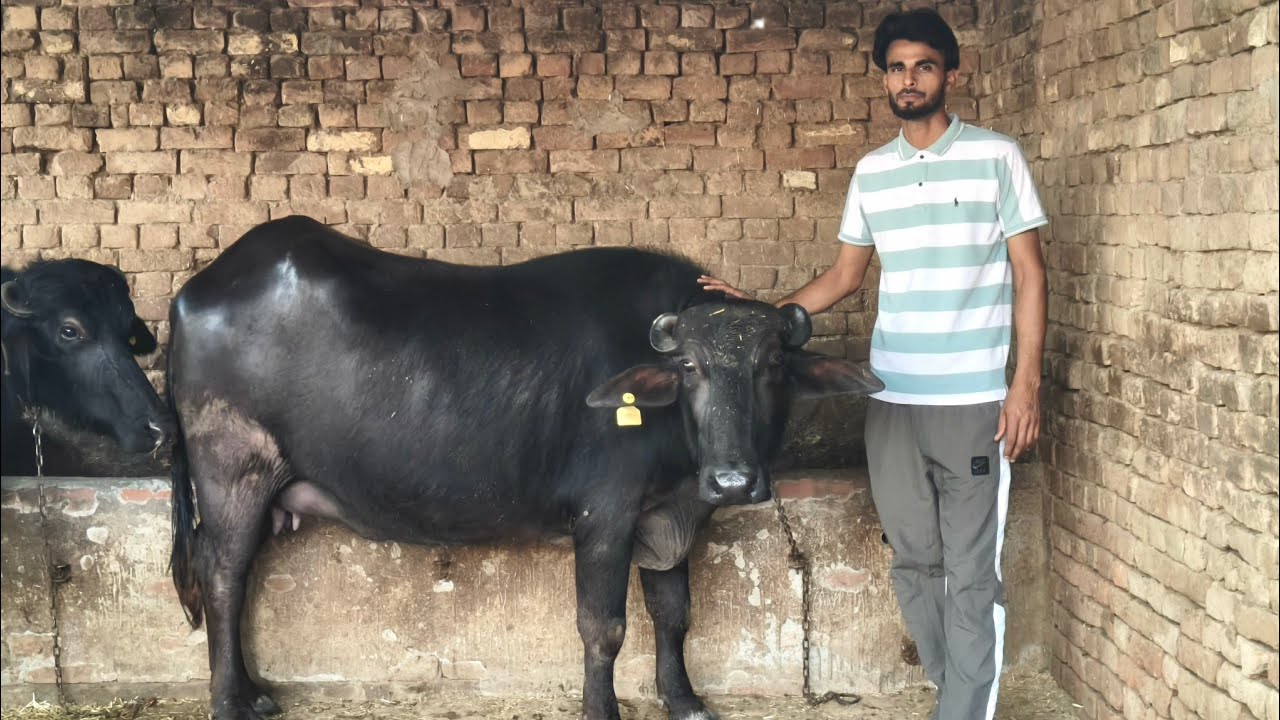 98882-35634, ਪਲੂਣ ਘਰੇਲੂ ਝੋਟੀ ਵਿਕਾਊ ਪਿੰਡ ਫੂਲੇਵਾਲ ਬਠਿੰ