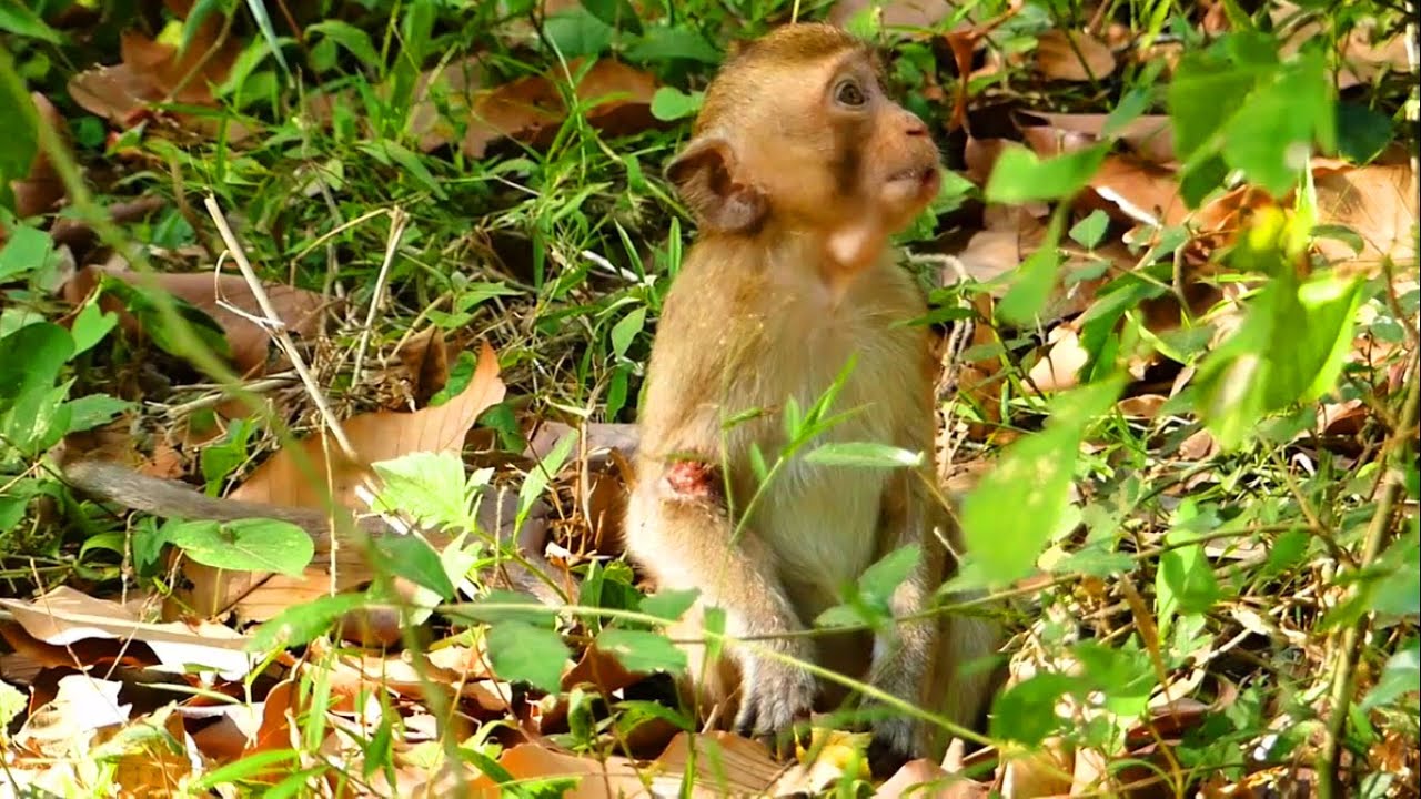 Most pity poor abandoned monkey when come back, after leave from group one week ago