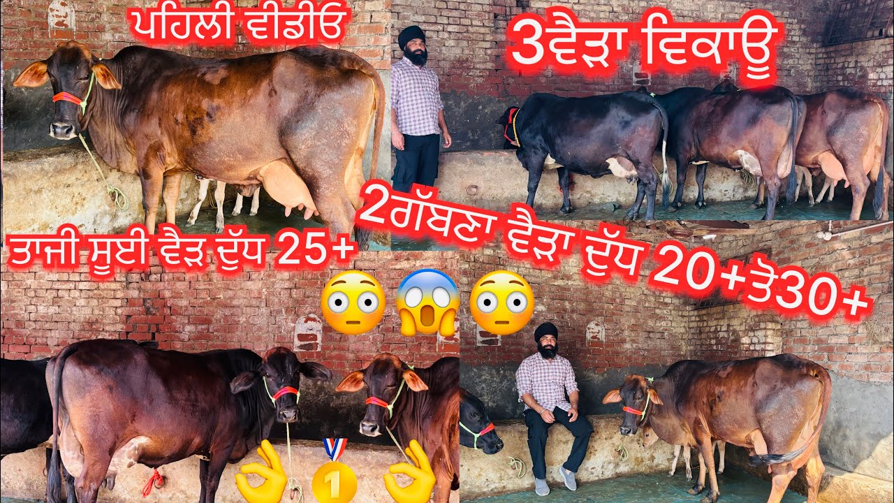 February 16, 2026 📞 +91 96466 05130☎️ #ਤਾਜੀਆ_ਸੂਈਆ #shiwal #jarsicow #ਗੱਬਣਾ #sale #viralvideo #share 