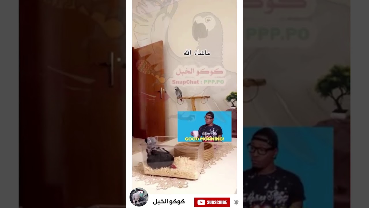كوكو الخبل و كورونا 😂