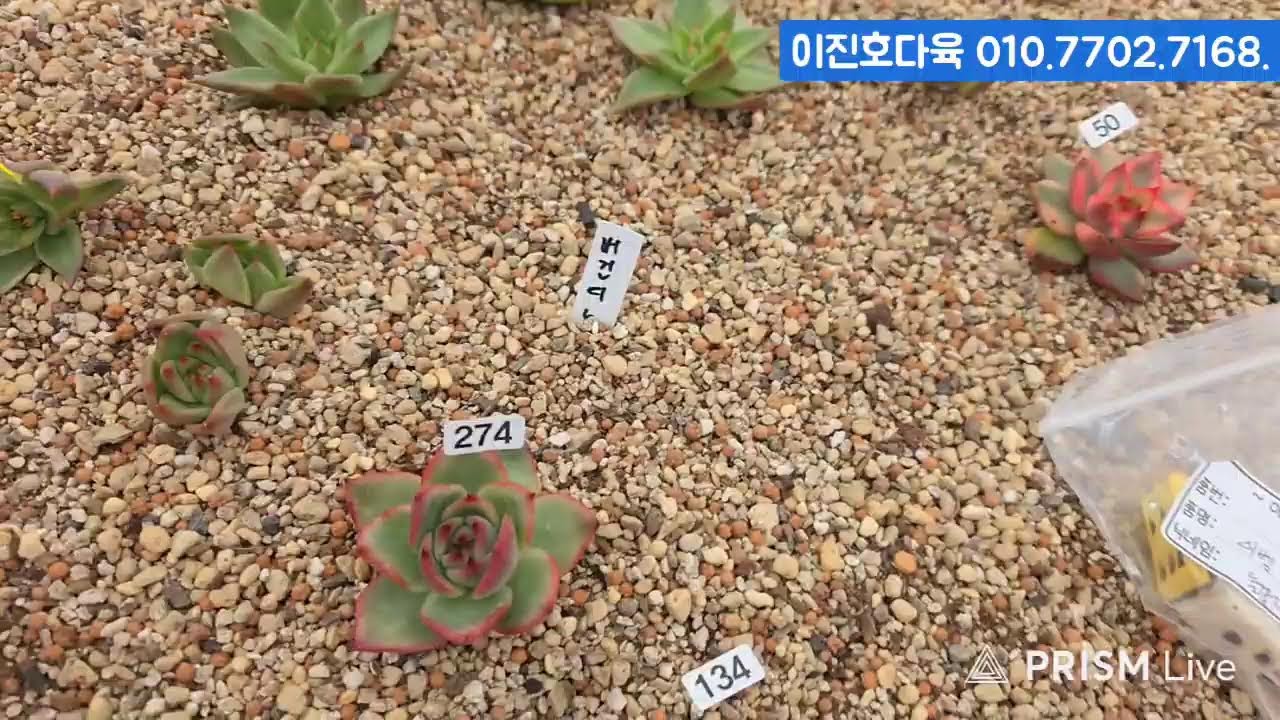 (3.21.토) 이진호다육 #금다육 #식물 #흙 #라이브 방송