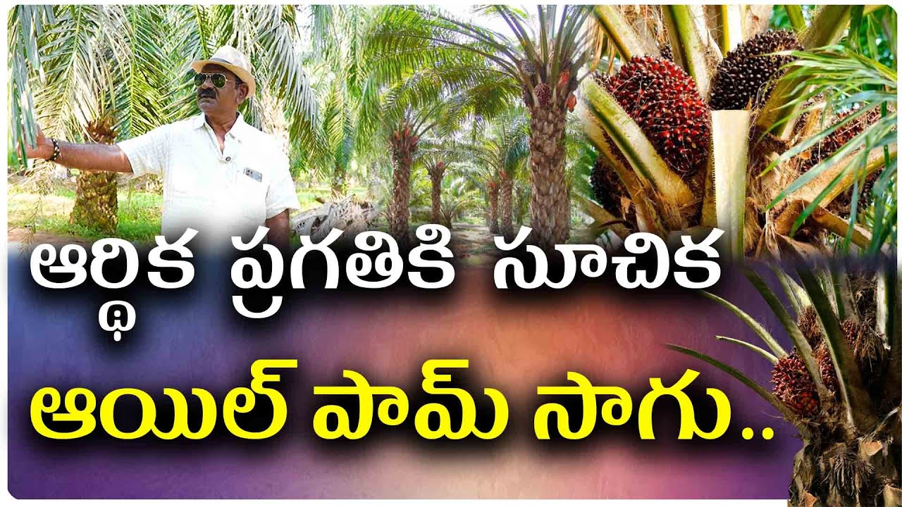 వాణిజ్య పరంగా రైతులకు ఆయిల్ పామ్ సాగు అత్యంత లాభదాయకం || Organic Agriculture