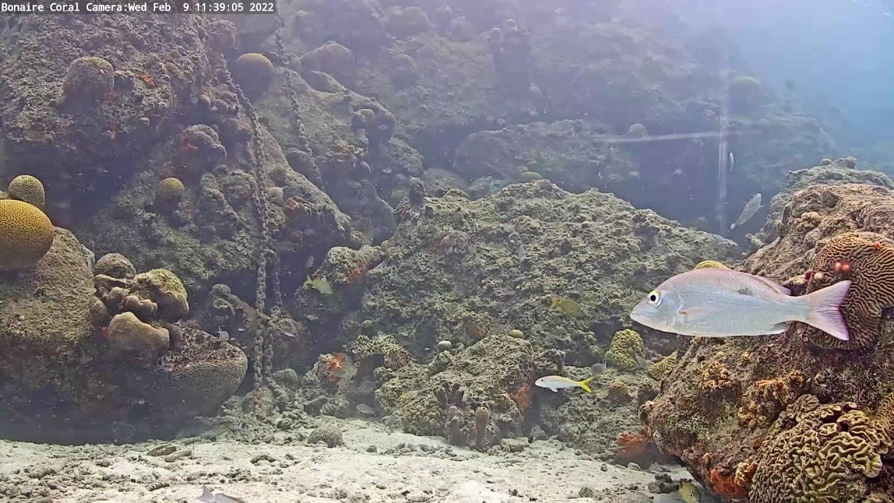 Harbour Village Bonaire Coral Reef