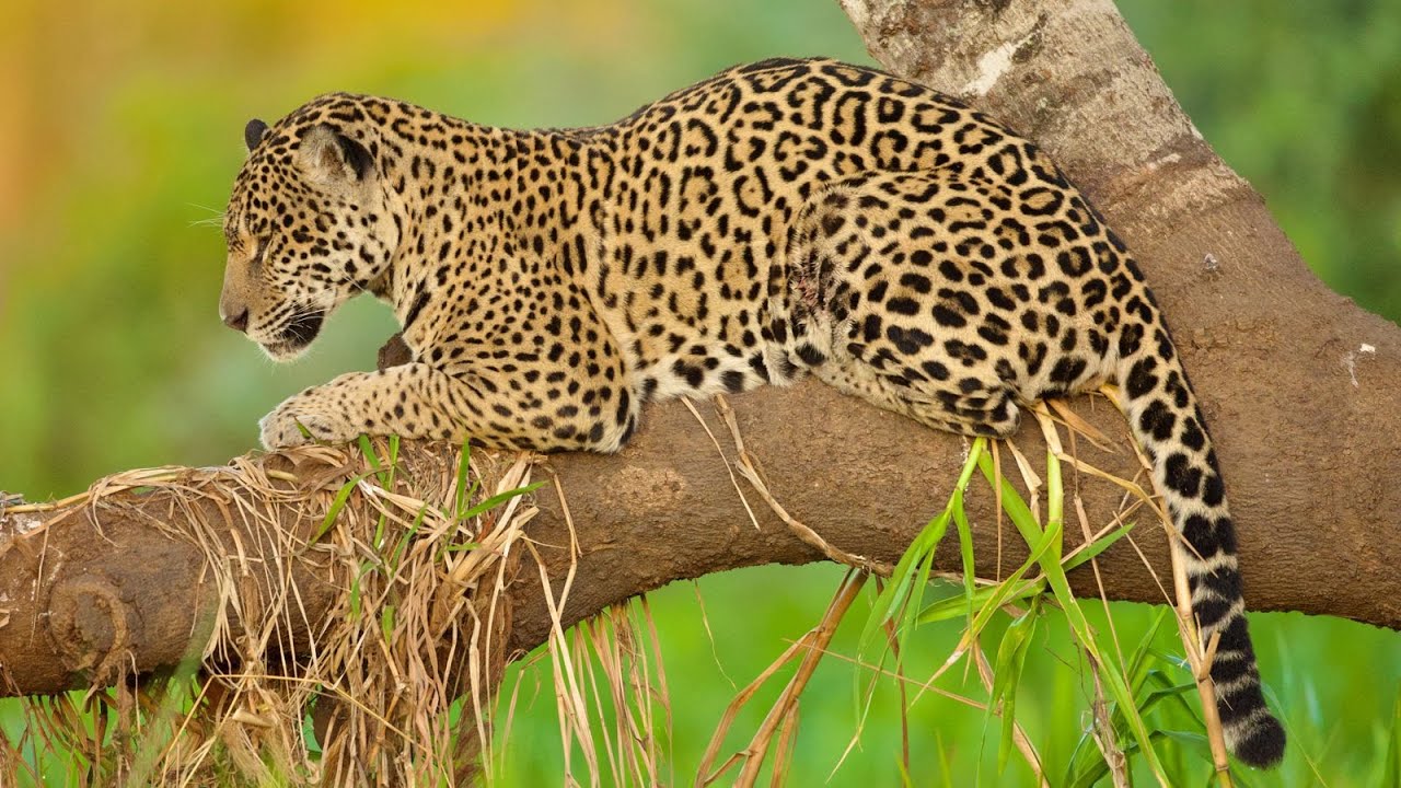 Pantanal 2025