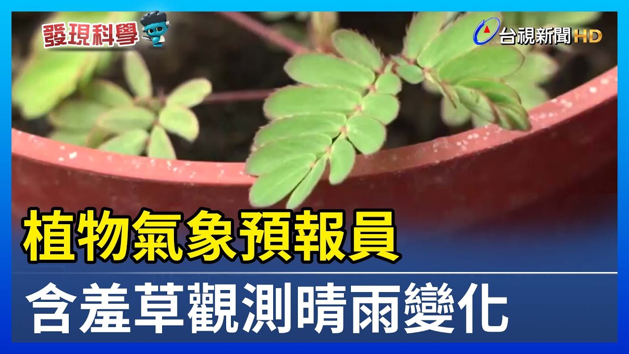 植物氣象預報員 含羞草觀測晴雨變化【發現科學】