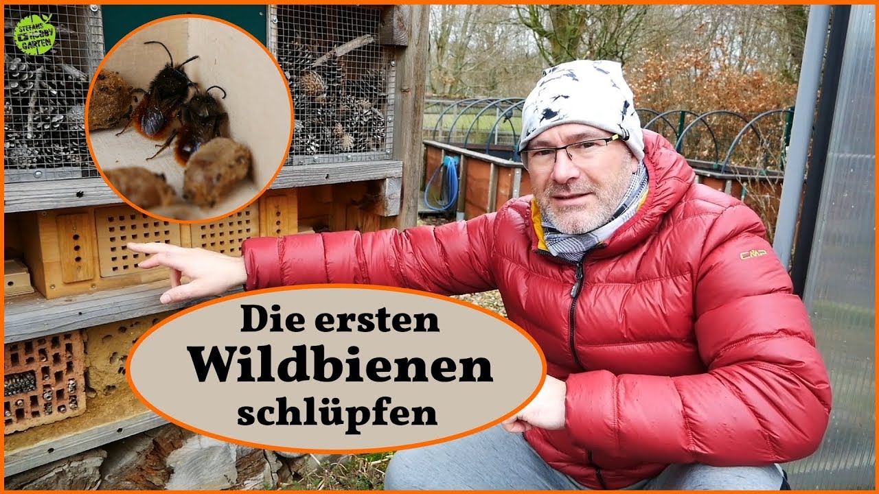 Bei den Wildbienen geht es los / Wildbienen / Mauerbienen / Bienen