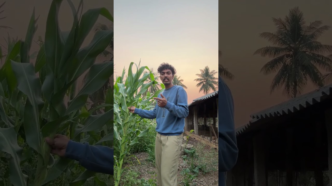 Stop Crowding Your Crops! The #1 Mistake Reducing Your Yield 📉