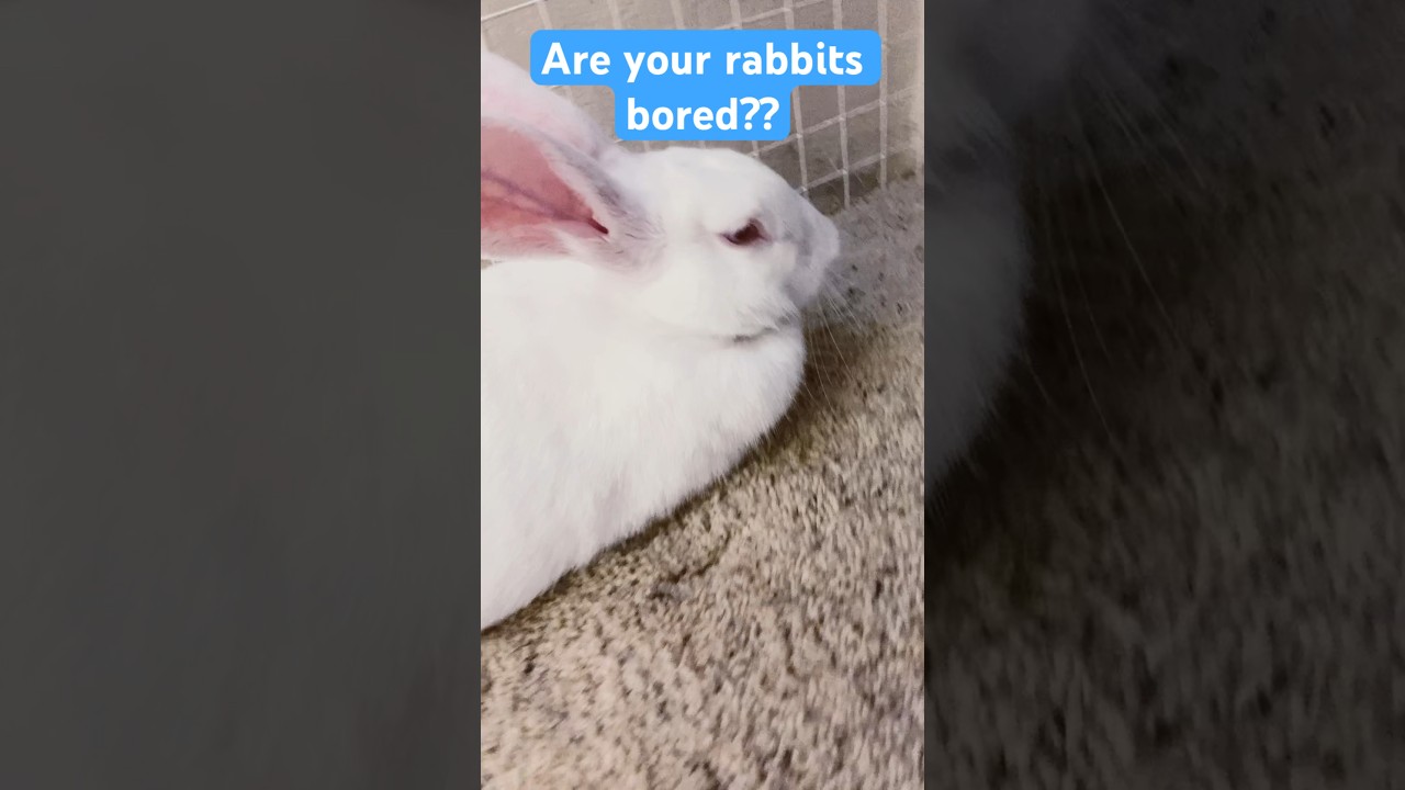 DIY rabbit toy Part 2 #diy #toy #bunnymom #fyp #ytshorts #rabbits #cute #like #bunnies #bored