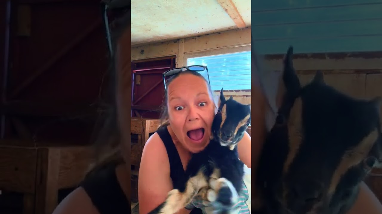 This is your sign to get a baby goat 🥹 