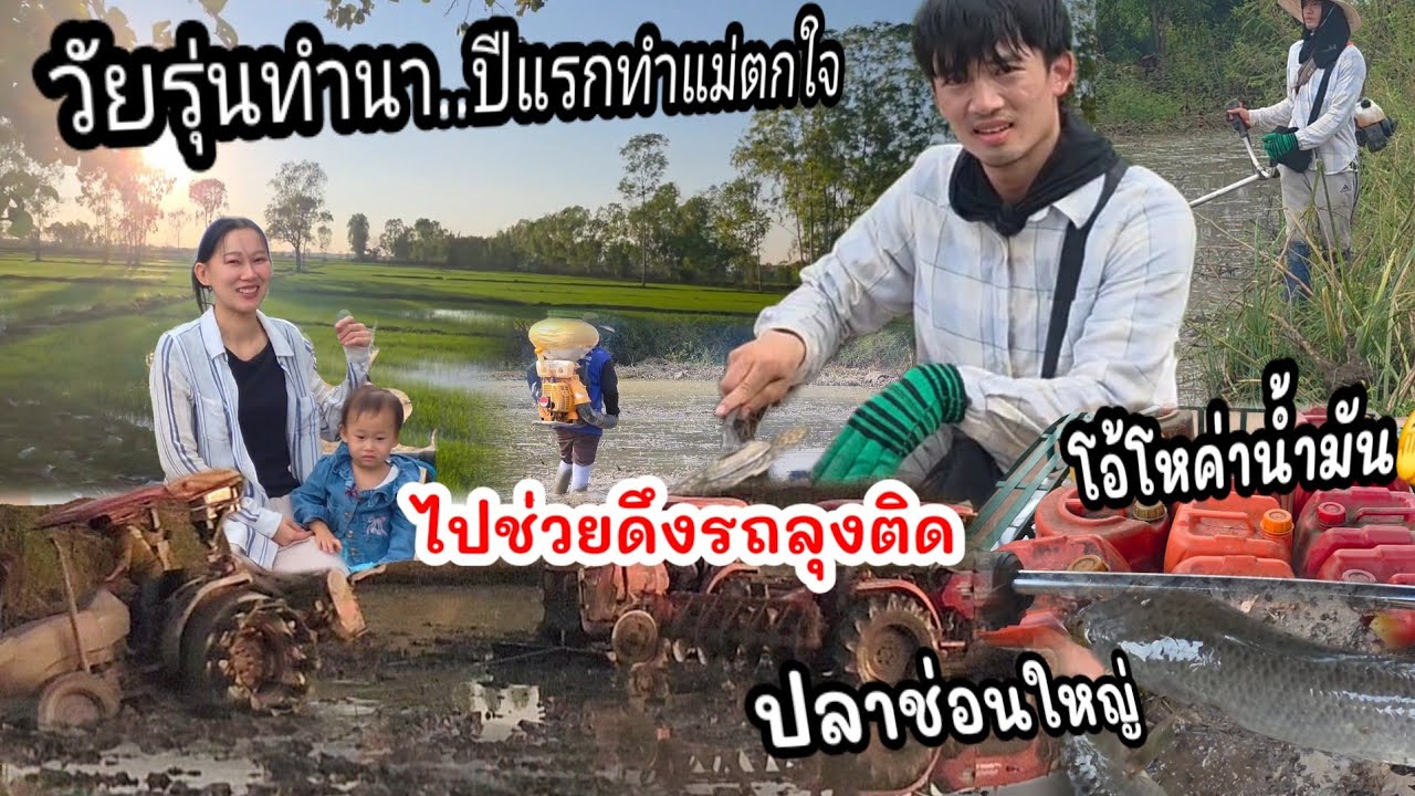 EP.149 วัยรุ่นทำนาวันแรกโชคดีมากๆ เจอปลาช่อนใหญ่ในนา ไปช่วยดึงรถลุงขึ้นรถตกสระน้ำเก่าในนา