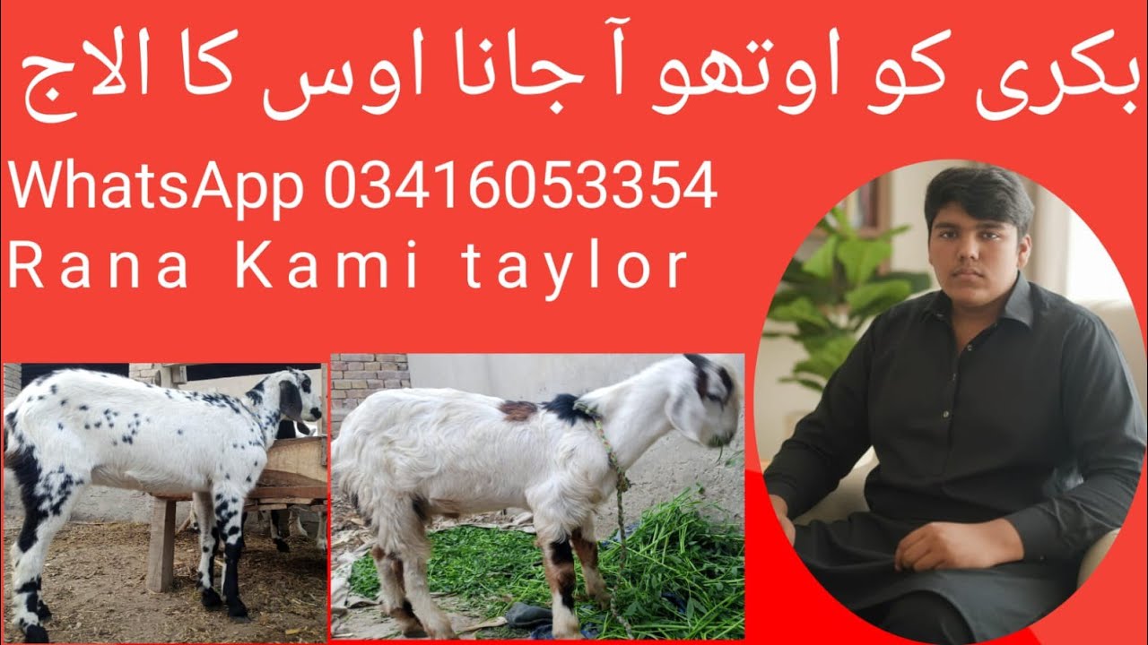 Bakri ko ottho aa jana os ka ilaaj Rana kami Taylor 