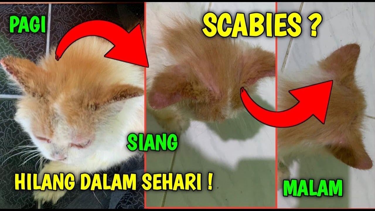 cara mengobati kucing scabies