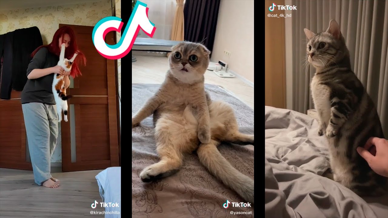 Tik Tok Virales de Gatos | Viral Cats 🐱🤣