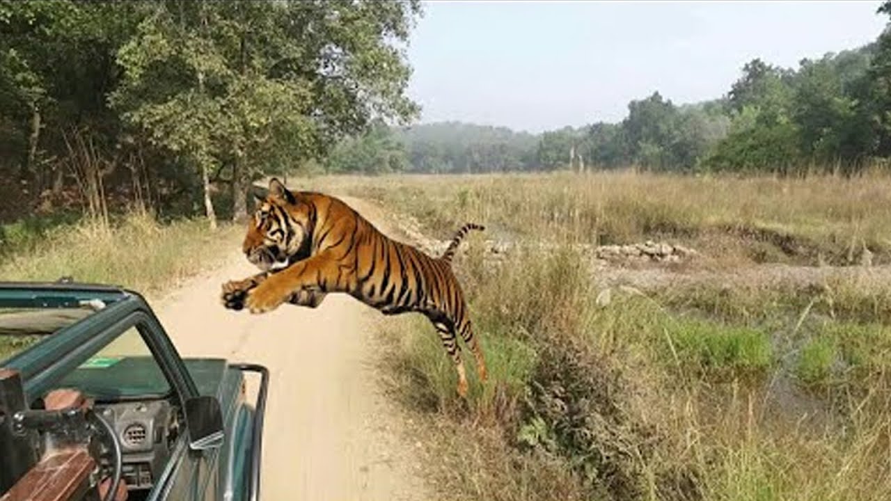 तौबा ! तौबा ! फिर कभी जंगल न जाएंगे 😮| Animal Encounter | @theviralnama