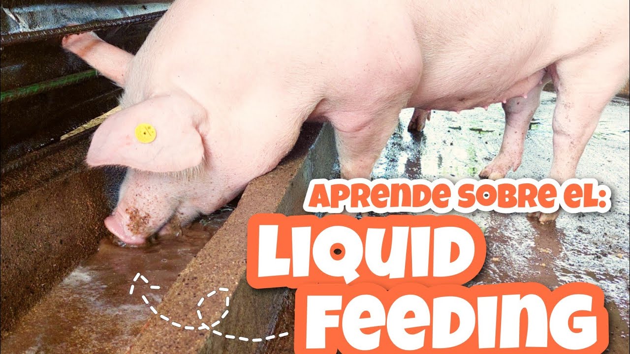 Una alternativa de ALIMENTACION con muy buenos resultados: Liquid feeding 🧃🐷📈