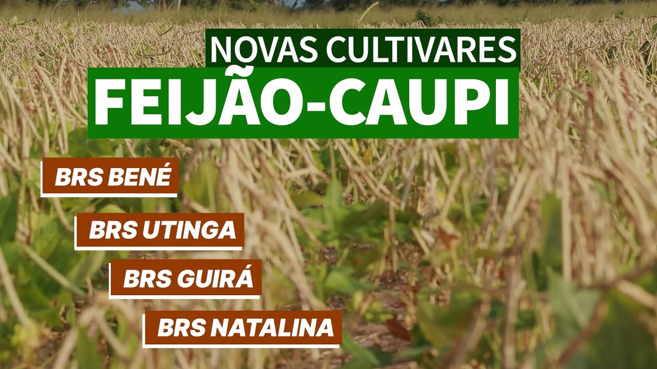 Novas cultivares de feijão-de-corda (feijão-caupi) da Embrapa