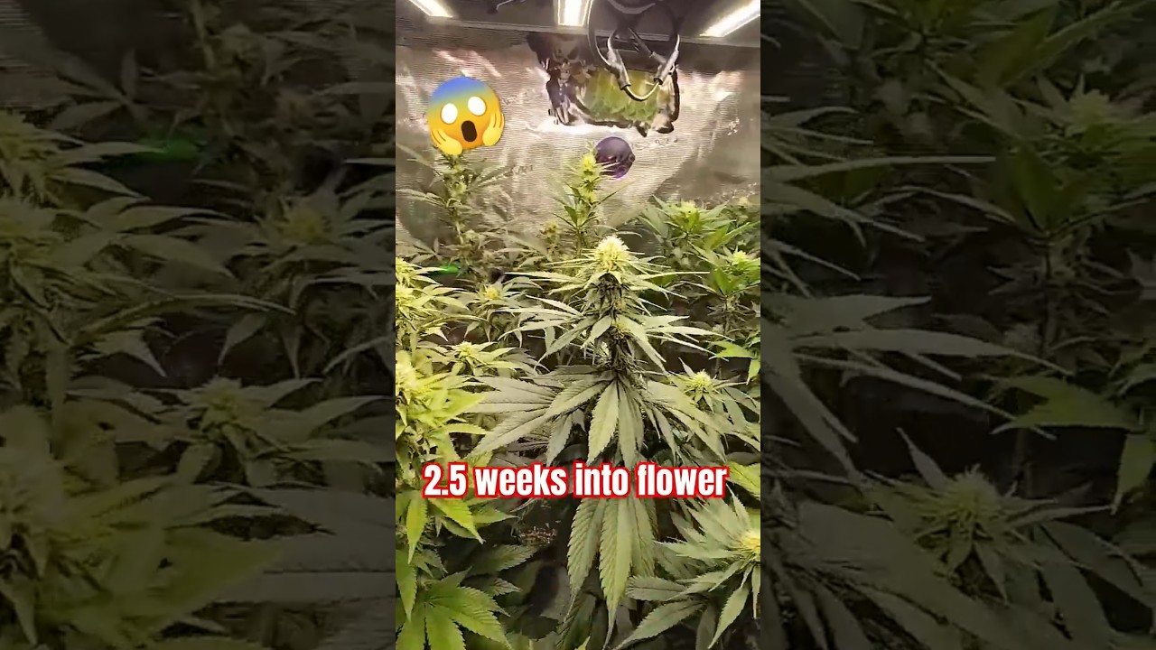 MONSTERS ARE REAL!! 2.5 Weeks Into Flower😱 G13 Haze, Banana Jealousy, Lemon Amnesia!!! #cbd