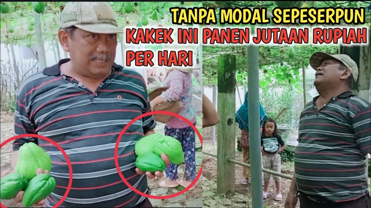 Luar biasa..!! Kakek ini sukses bertani labu Siam,omset jutaan rupiah per hari