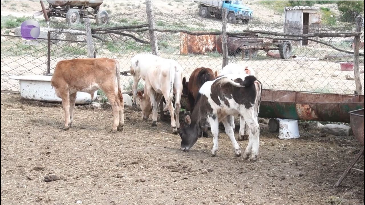 Xızıda bu günə qədər görünməyən iri buynuzlu heyvan oğurluğu - TƏFƏRRÜATLAR