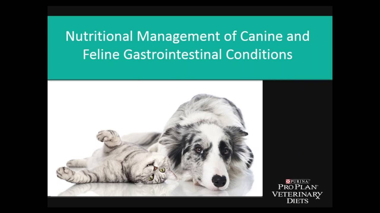 Nutritional Management of Canine and Feline Gastrointestinal Conditions