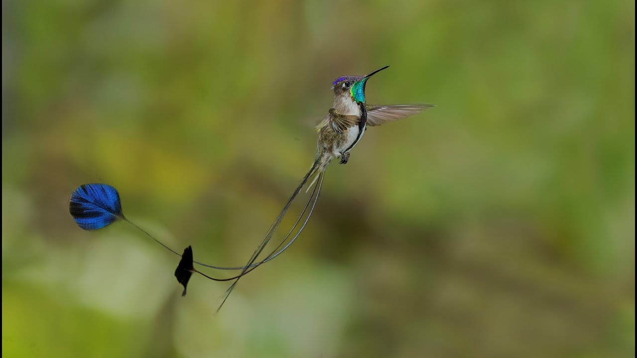 Peru Birding: Amazon from Manu Lodge and Villa Carmen with Jose Antonio Padilla