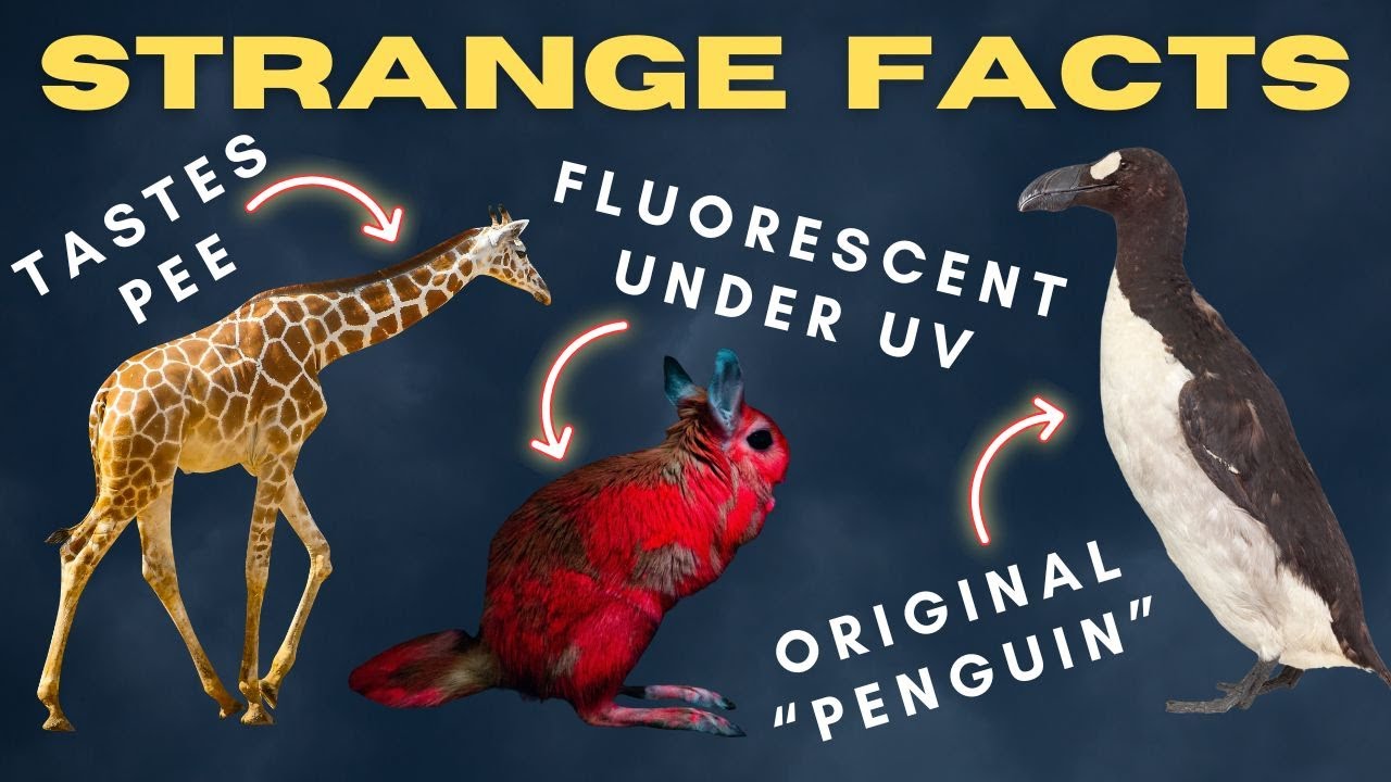 50 Obscure Animal Facts