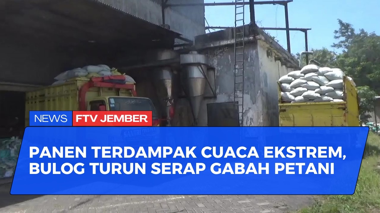 BULOG JEMBER SERAP GABAH PETANI TERDAMPAK CUACA EKSTREM