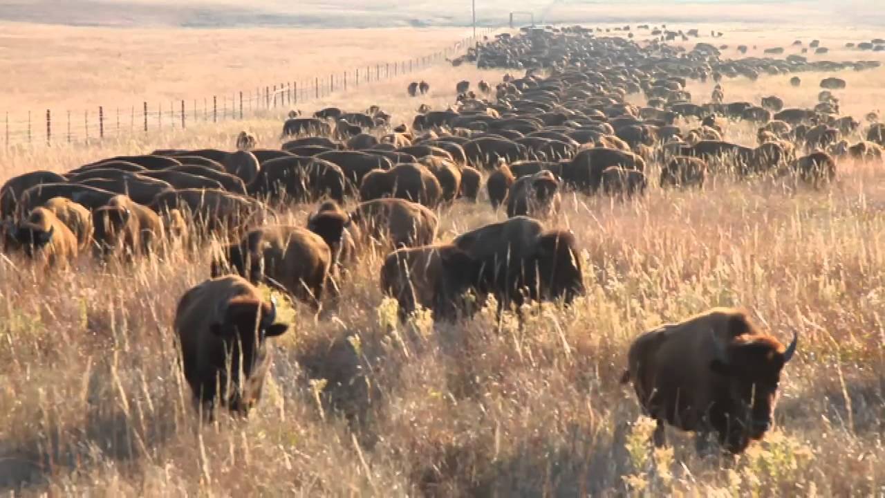 Tallgrass bison lured to roundup