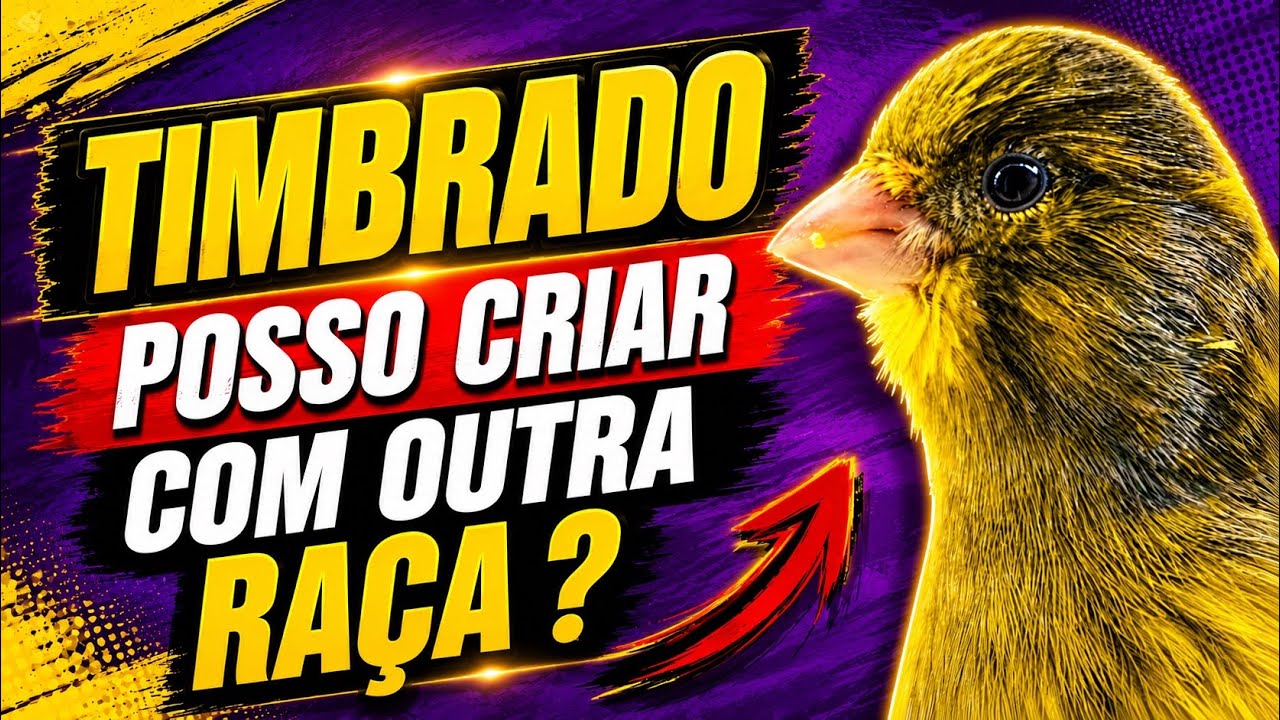 TIMBRADO ESPANHOL: Posso CRIAR com outras RAÇAS de CANÁRIOS?