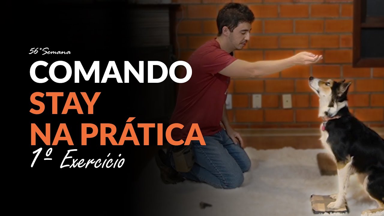 Comando STAY na prática - Primeira parte! 🐶  | Adestramento Grátis | Cão Guardião