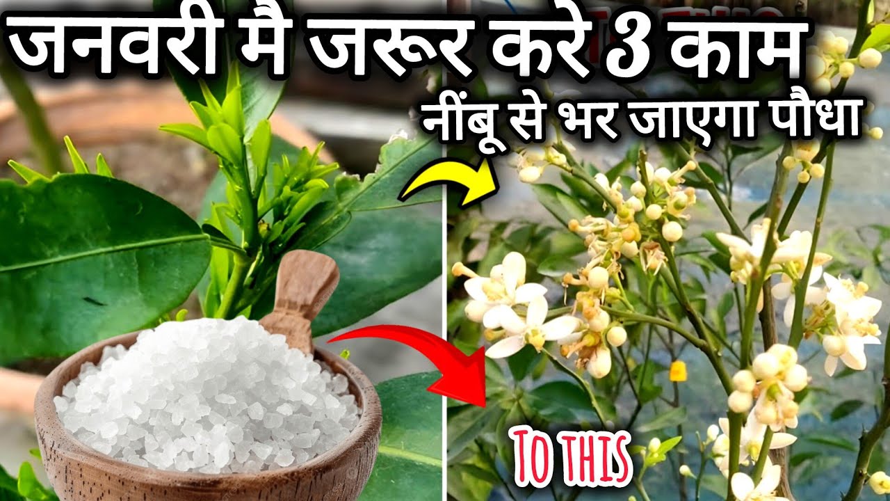 जिस नींबू मै कभी फल फूल नहीं आया वो भी फल फूल से भर जाएगा।lemon plant care tip and fertilizer 