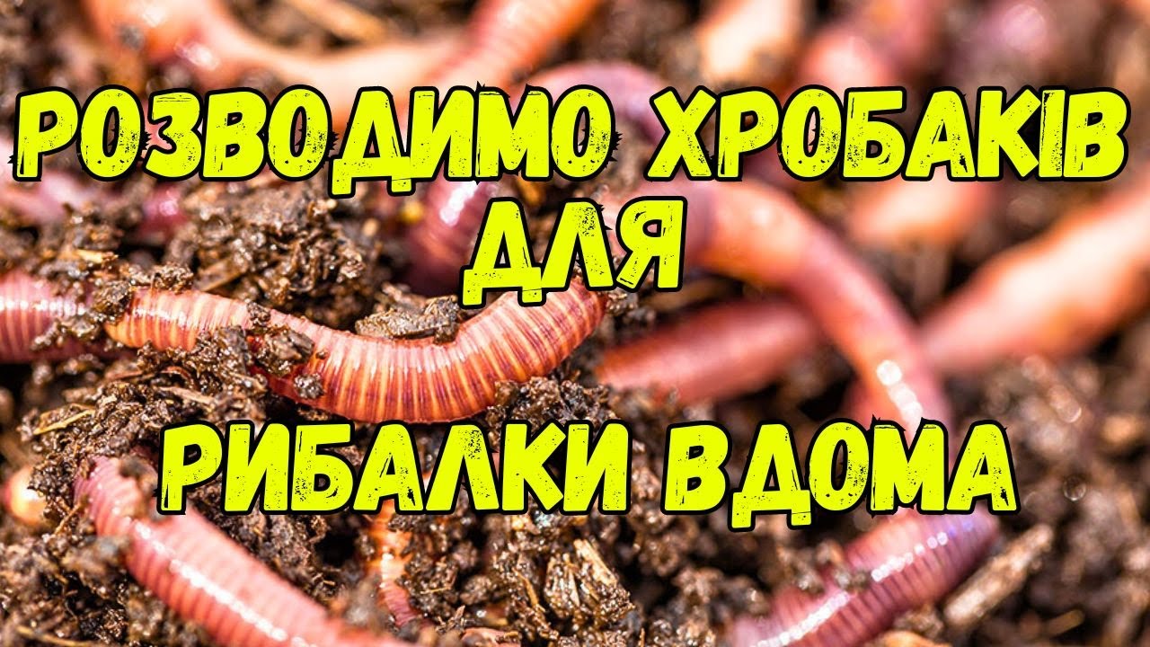 Як розводити хробаків в домашніх умовах?Дендробена:Початок.Дешево та Швидко!