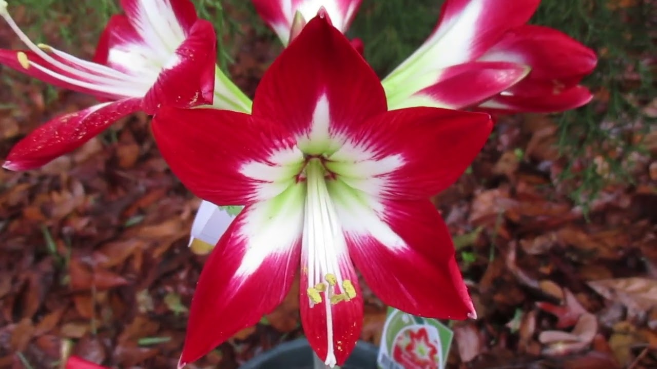 Tres Chic Amaryllis Hippeastrum Miniature Bloom